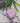 Lavender shower steamer